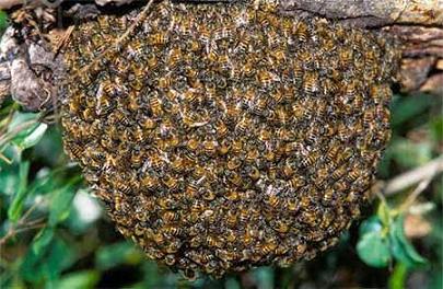 ESTOY A PUNTO DE PATEAR LA COLMENA... abejas-silvestres.jpg